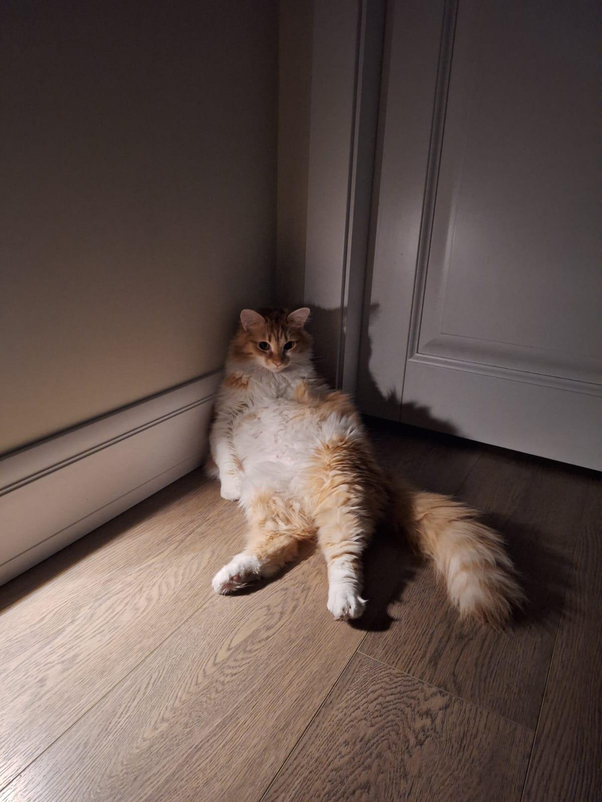 Фото В снегу и за рулем: в Новосибирске опубликовано свыше 50 фото милых питомцев к Дню кошек 10 - Сиб.ФМ Фото В снегу и за рулем: в Новосибирске опубликовано свыше 50 фото милых питомцев к Дню кошек 10